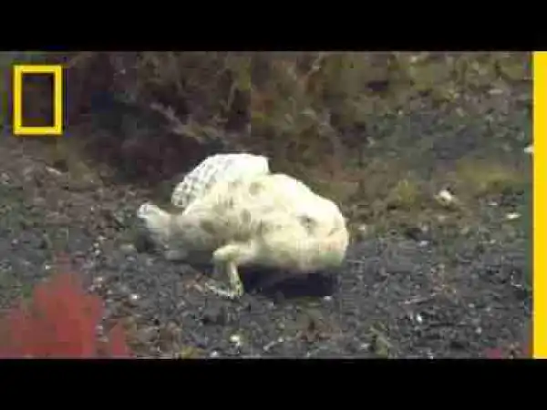 Video: Watch: This Fish 